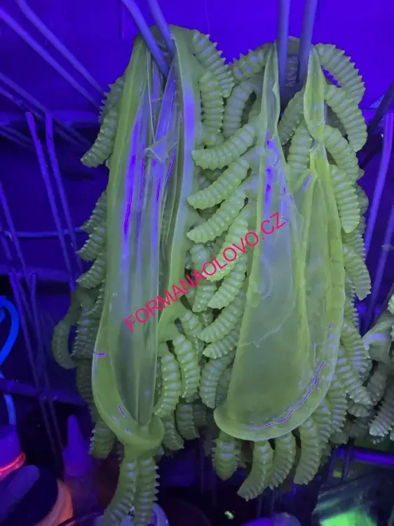 LARVA NA PSTRUHY RYVALURES-WORM GOLDENROD 33MM-1,34G-10KS